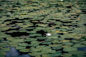 flower-amongst-lily-pads