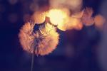 A close up view of a dandelion with seeds drifting away from it.