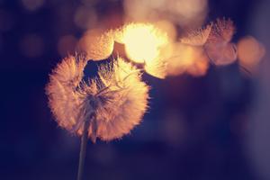 dandelion-seed-distribution