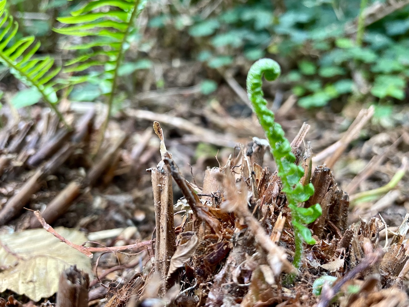 A small fern sprouts from dead foliage. The tender greens are still furled as the fern begins to spread its fronds.