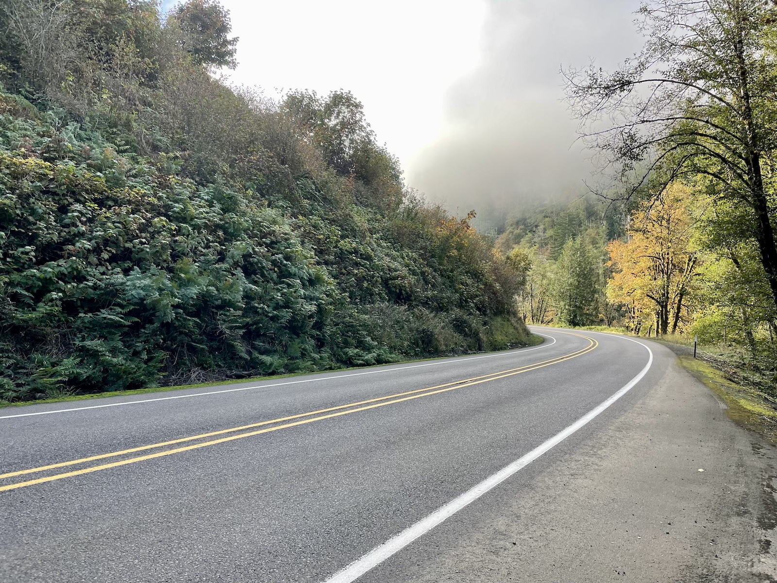 A road curves around the corner in the forest while the tree canopy is obscured with fog.