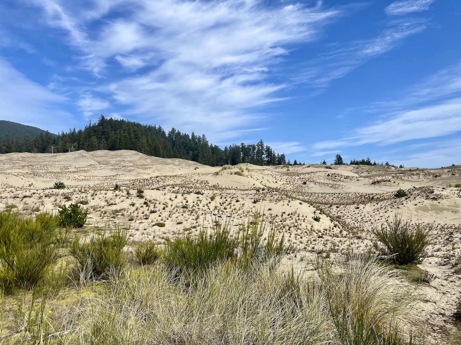 A sea of sand dunes rolls off into the distance before finally seeing the forest treeline.