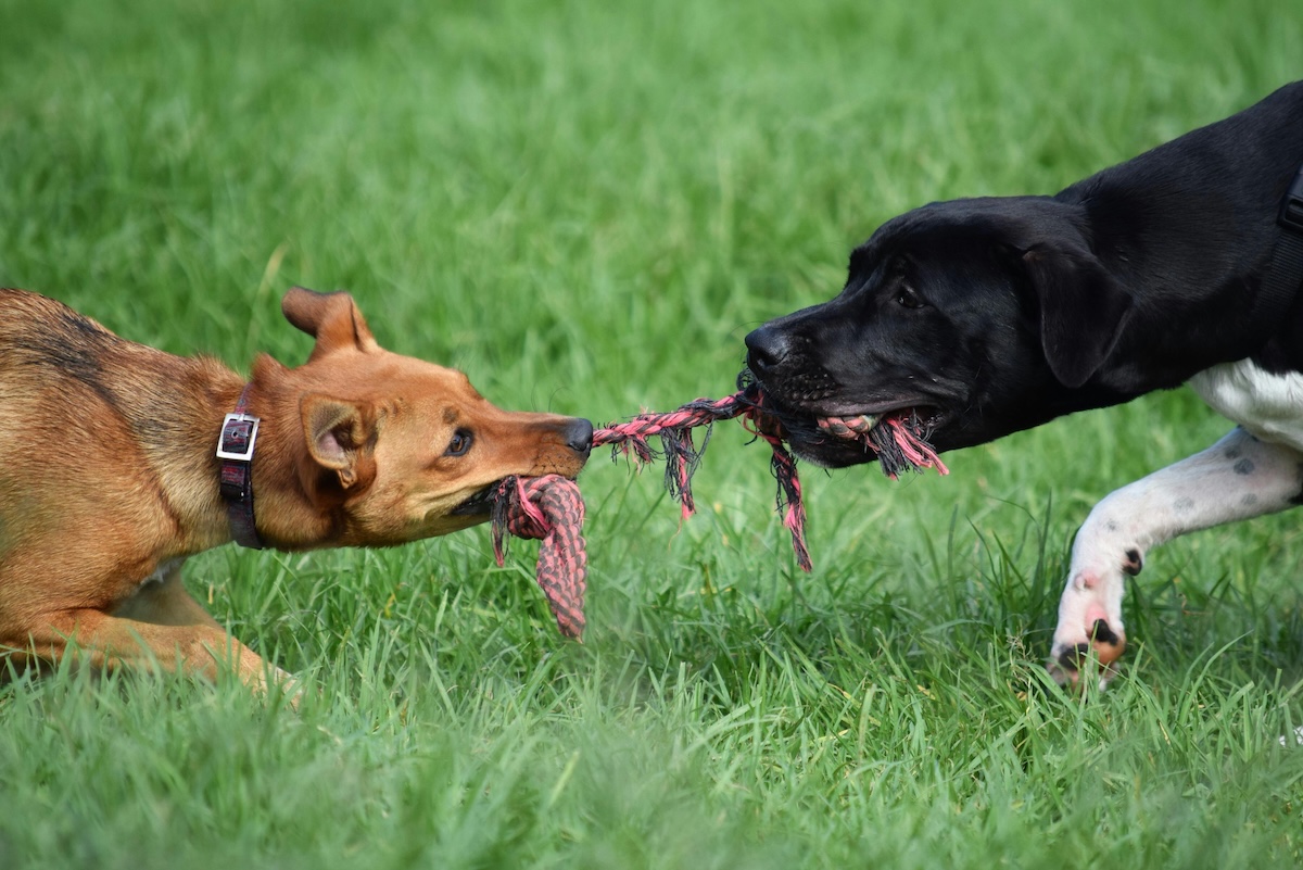 A brown dog and black dog are playing tug of war with a short and frayed red rope. Both dogs are crouching as they play for the rope in a field of grass.